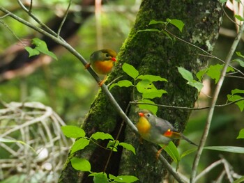 ソウシチョウ 山中湖 2014年8月15日(金)