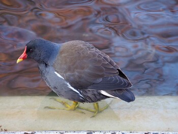 Common Moorhen Ueno Park Sat, 1/11/2014