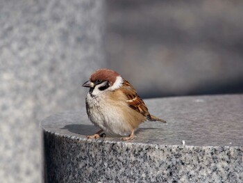 Eurasian Tree Sparrow Imperial Palace Sat, 1/11/2014