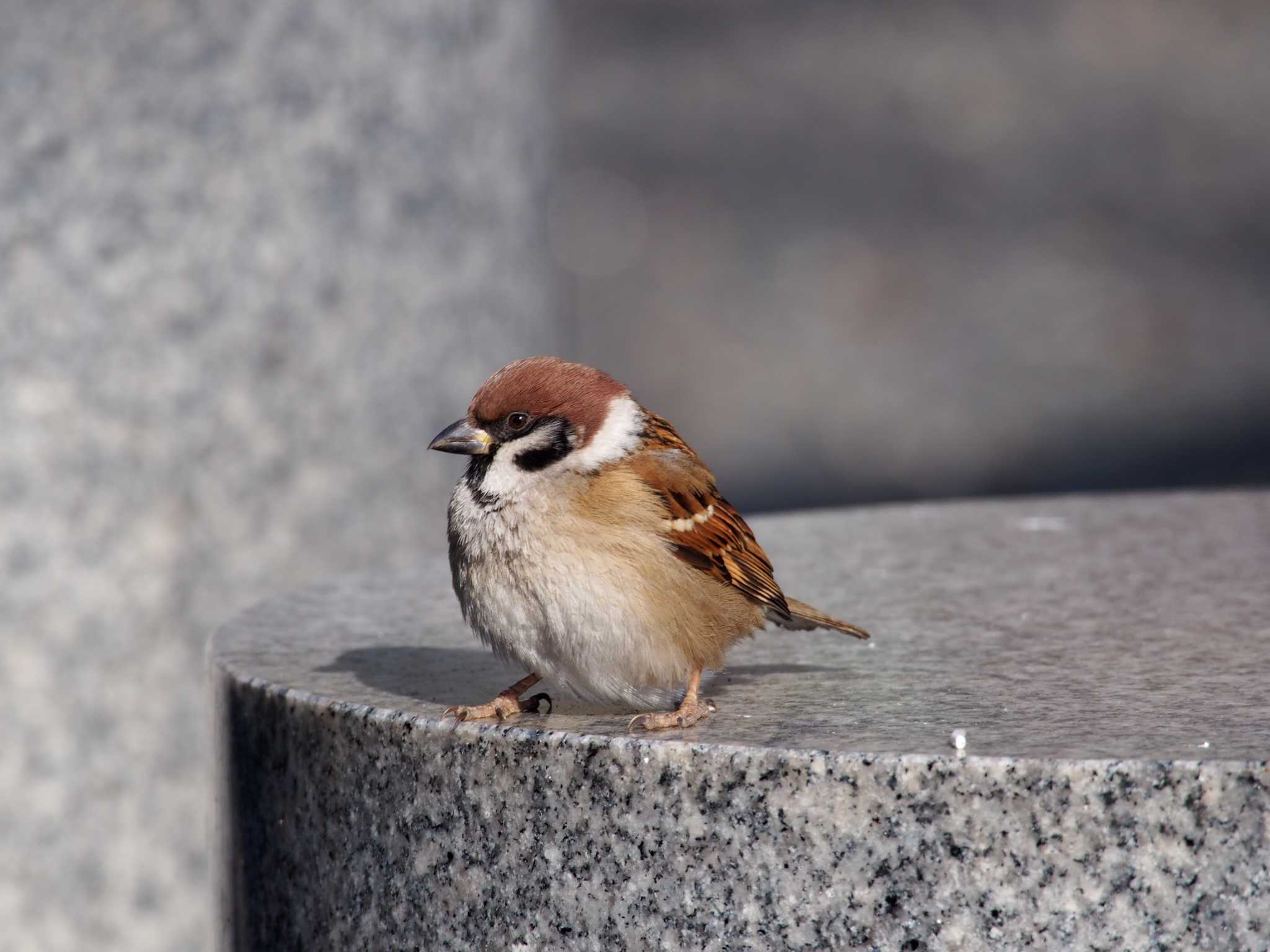 Photo of Eurasian Tree Sparrow at Imperial Palace by ハイウェーブ