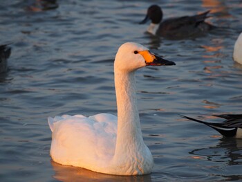 Tundra Swan 本埜村白鳥の郷 Sat, 1/18/2014