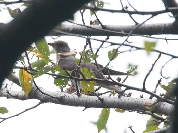 ツツドリ 岐阜公園 2015年8月29日(土)