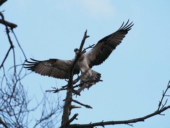 Osprey Izunuma Sun, 1/10/2016