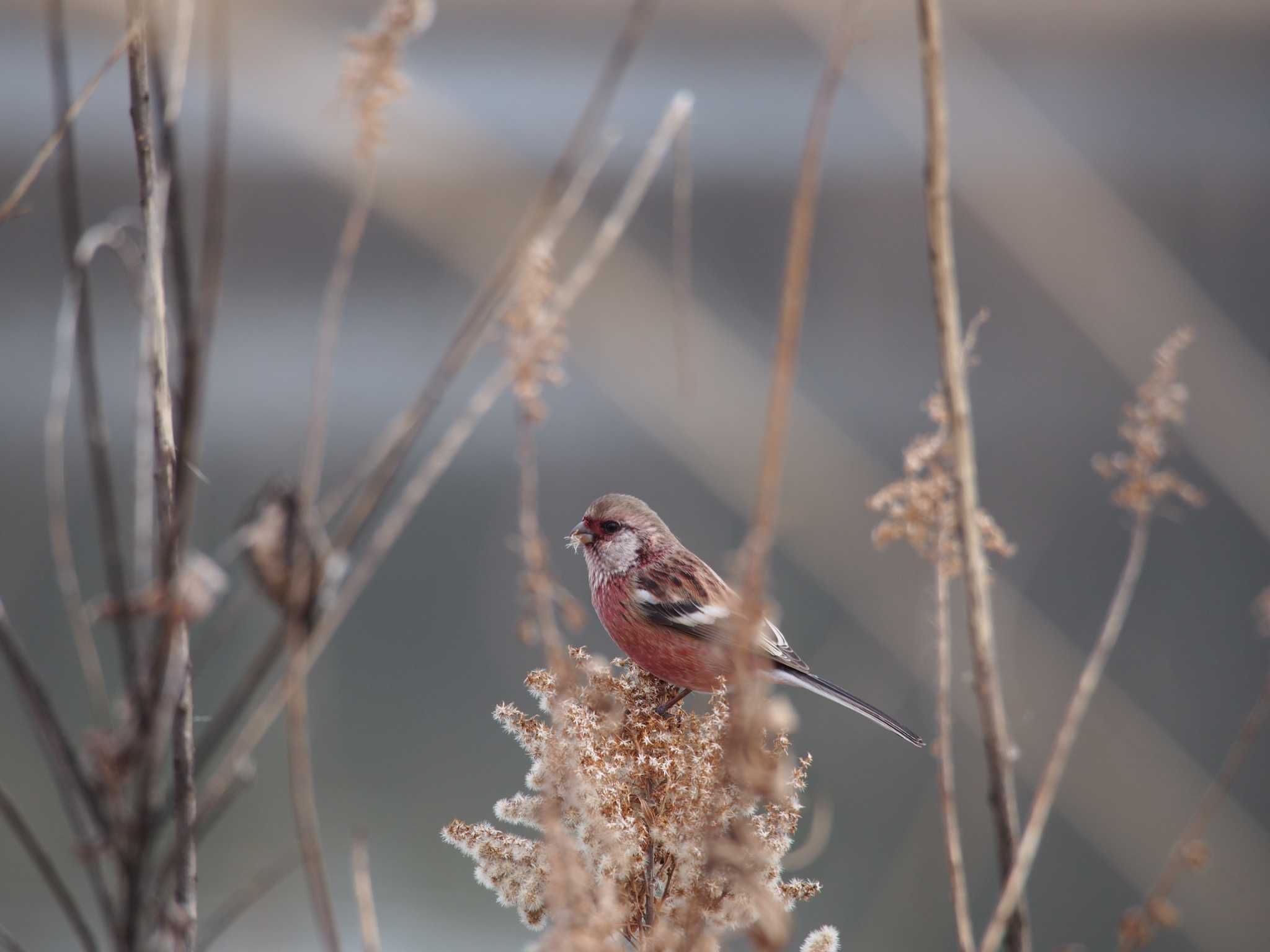 Photo of Siberian Long-tailed Rosefinch at Izunuma by ハイウェーブ