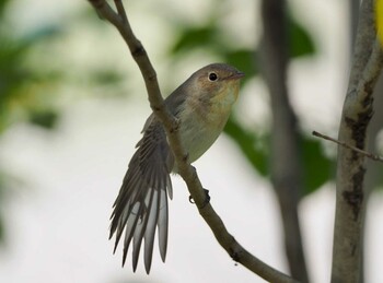 ニシオジロビタキ 日比谷公園 2019年4月6日(土)