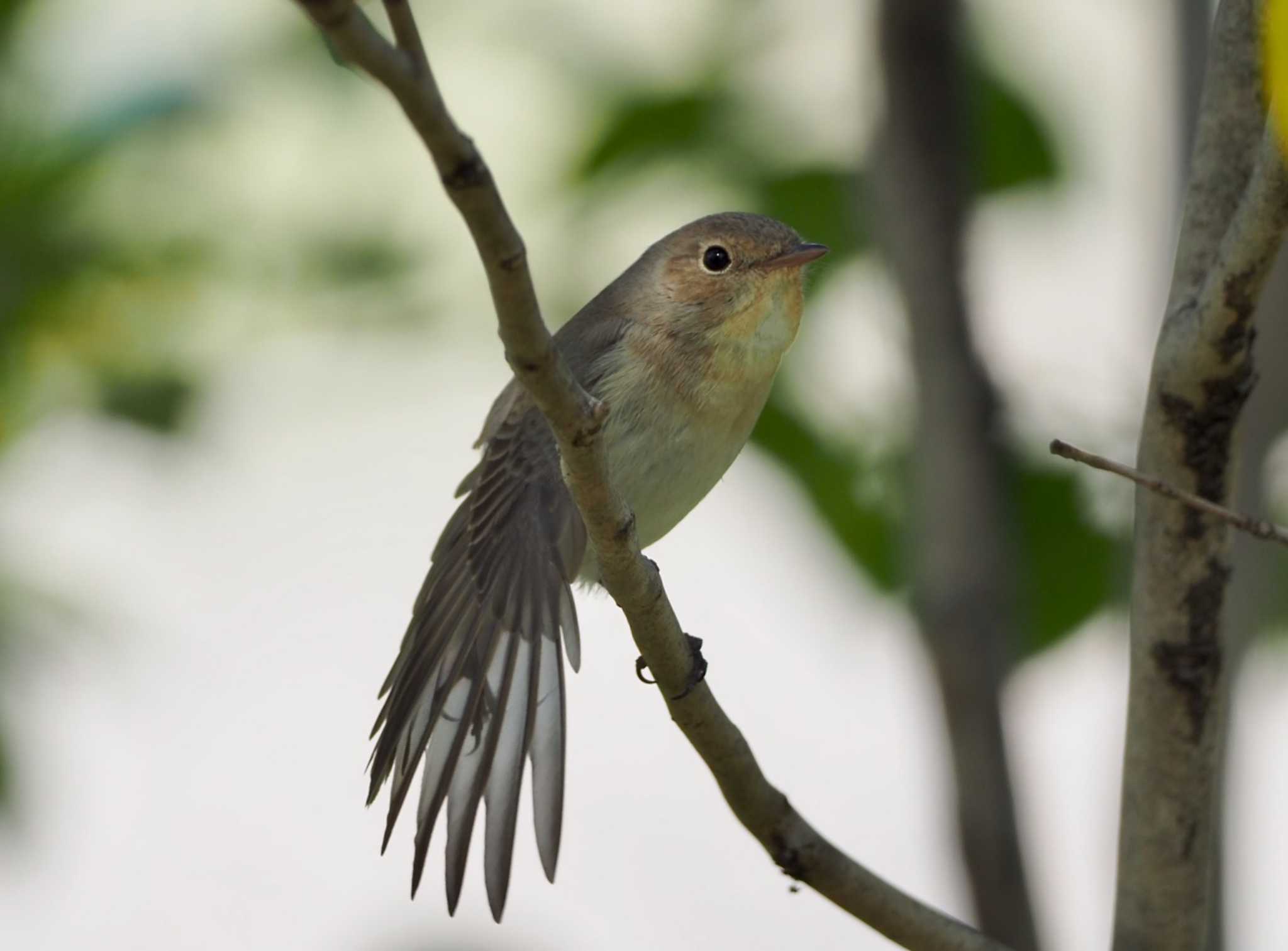 Photo of Red-breasted Flycatcher at Hibiya Park by ハイウェーブ