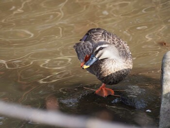 Eastern Spot-billed Duck Kodomo Shizen Park Sat, 3/2/2013