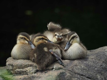 Eastern Spot-billed Duck 田園調布せせらぎ公園(多摩川せせらぎ公園) Thu, 5/3/2018