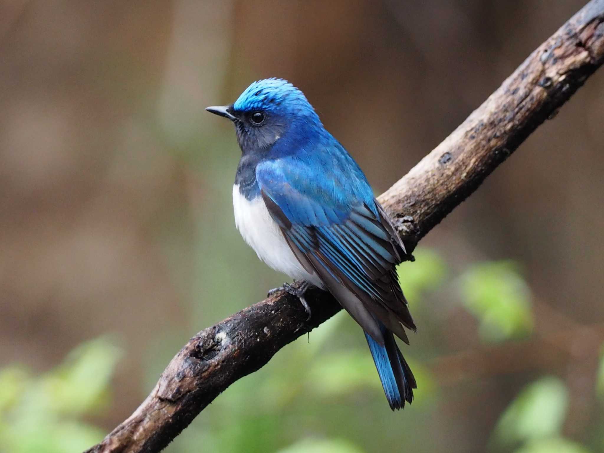 Photo of Blue-and-white Flycatcher at Karuizawa wild bird forest by ハイウェーブ