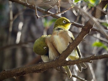 Warbling White-eye Meiji Jingu(Meiji Shrine) Sat, 1/20/2018