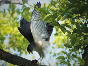 Japanese Sparrowhawk Kodomo Shizen Park Sun, 5/2/2021