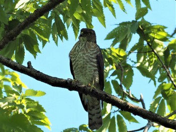 Japanese Sparrowhawk Kodomo Shizen Park Sun, 5/2/2021