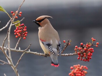 Japanese Waxwing 山口県立きらら浜自然観察公園 Fri, 3/13/2020