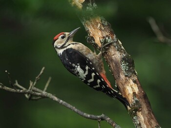 Great Spotted Woodpecker Yamanakako Lake Sun, 8/23/2020