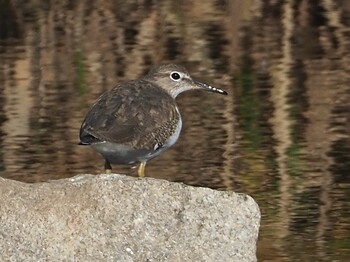 2021年12月2日(木) 乙川の野鳥観察記録