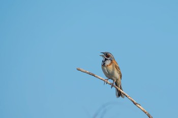 Chestnut-eared Bunting 山梨県 Sun, 5/21/2017