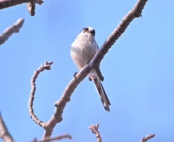 2021年11月20日(土) 下永谷市民の森の野鳥観察記録