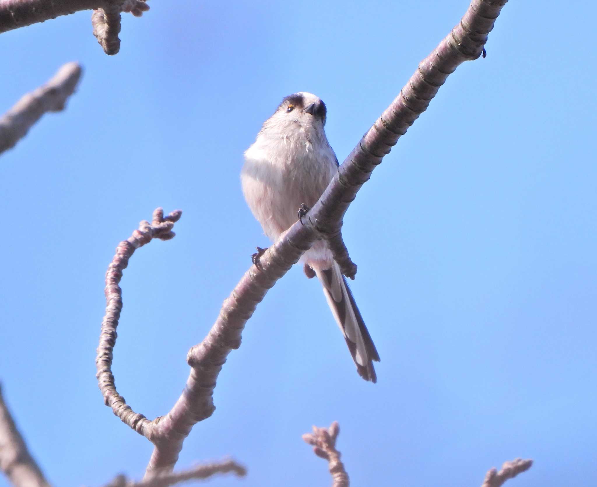 Long-tailed Tit