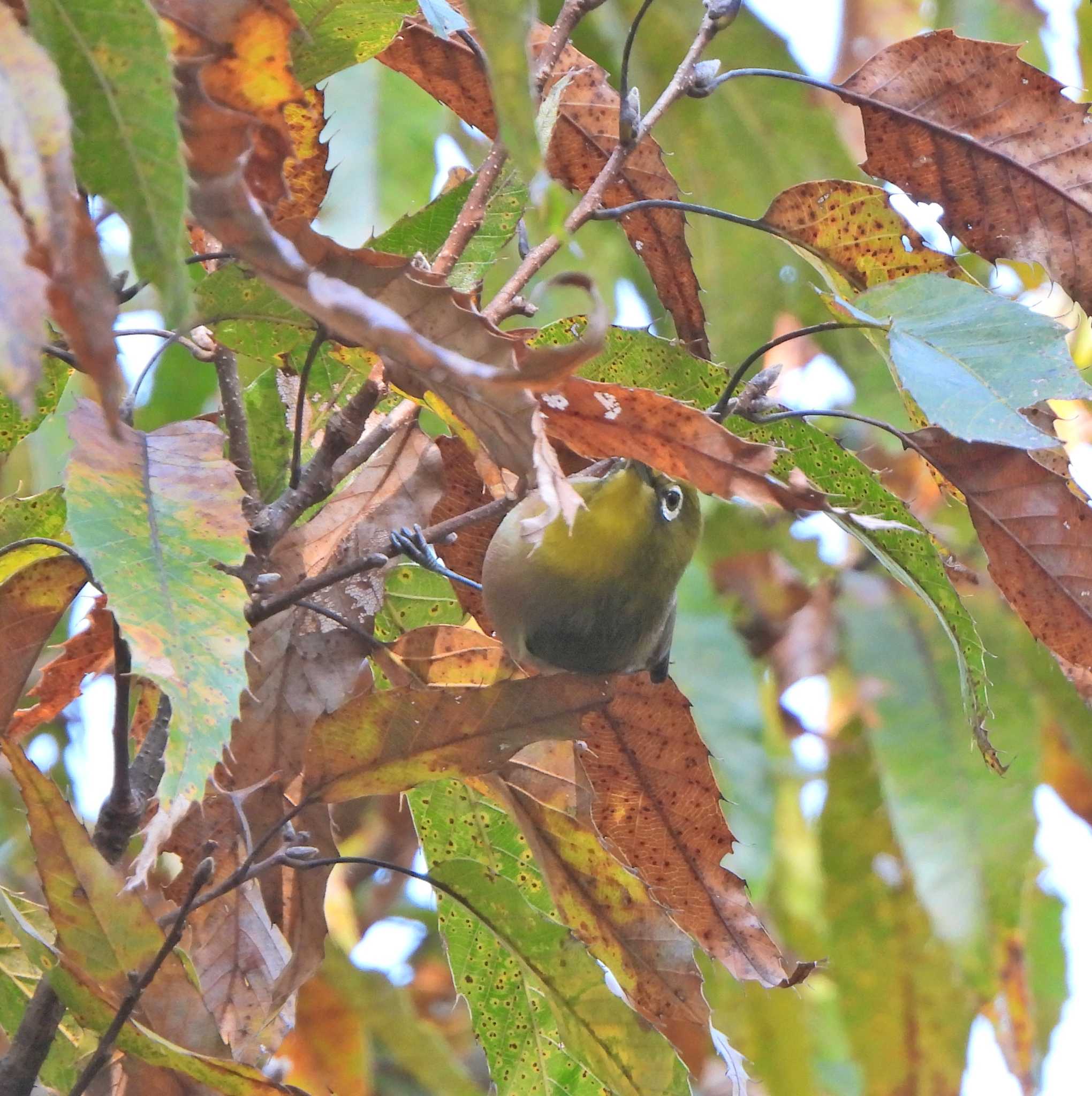 Warbling White-eye