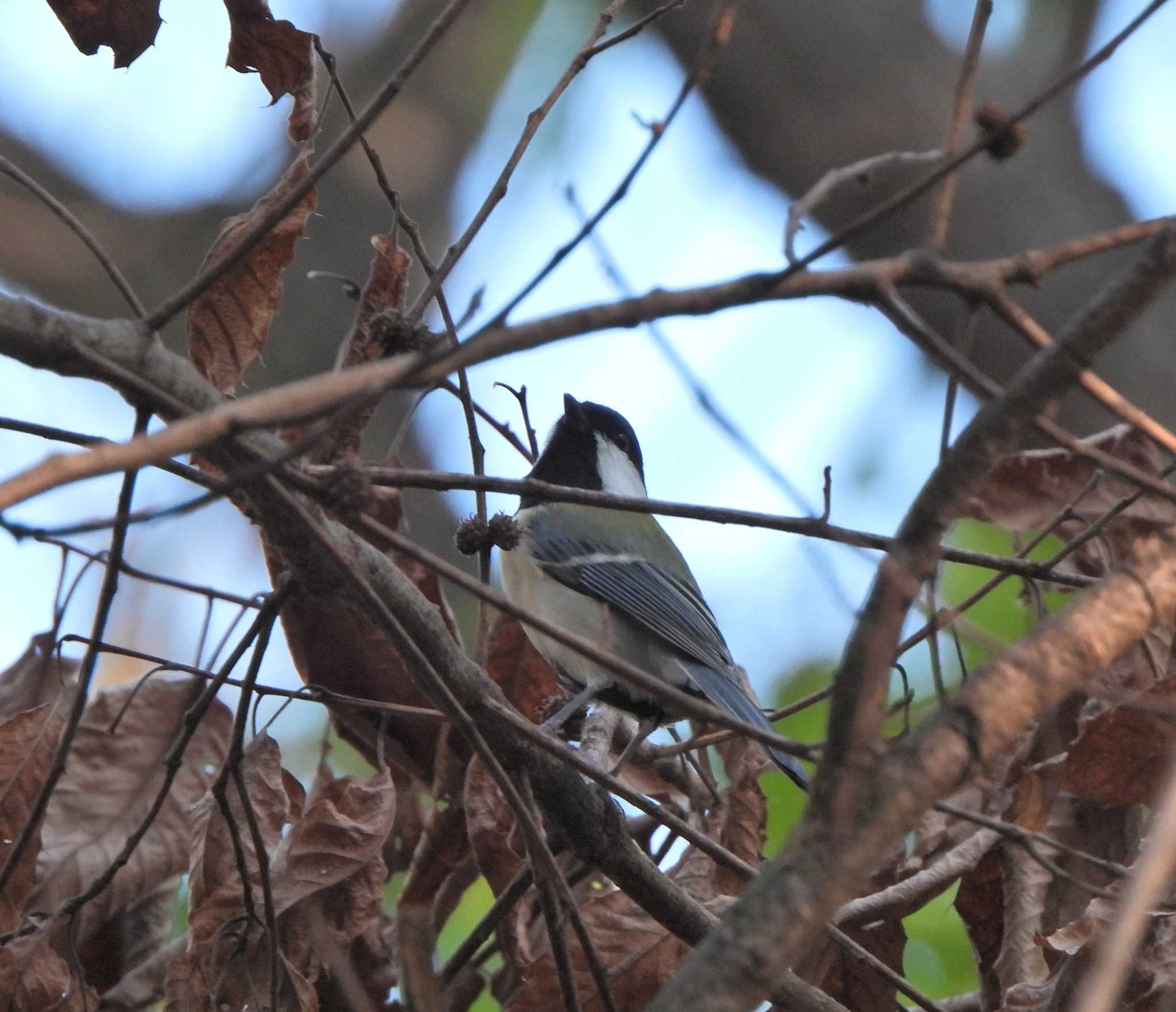 Japanese Tit