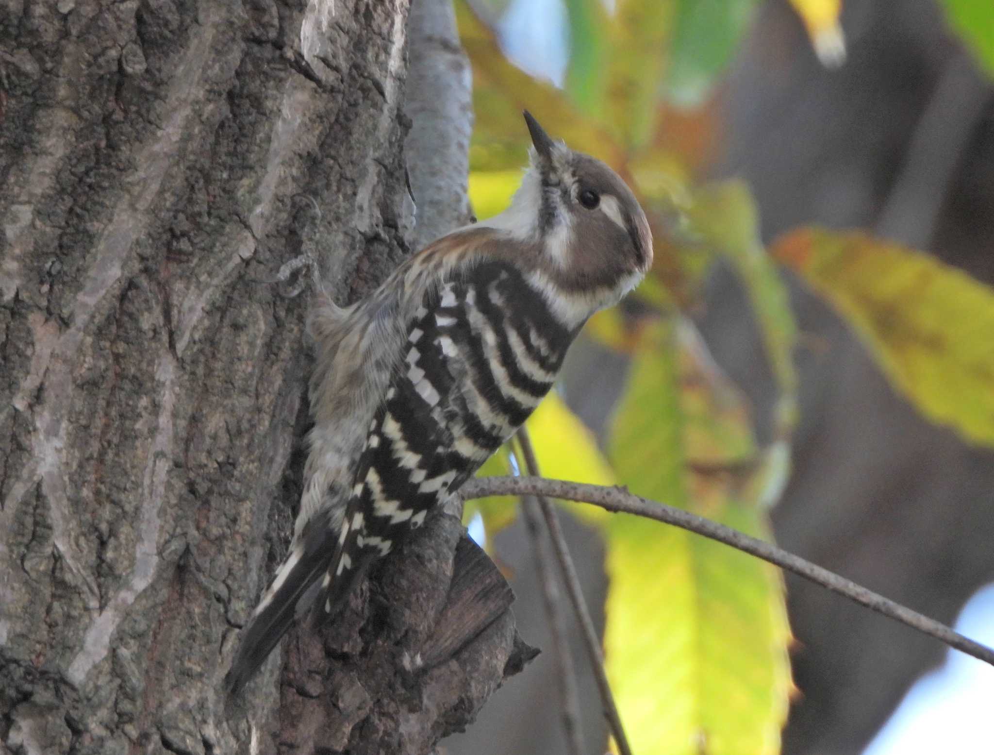 Japanese Pygmy Woodpecker