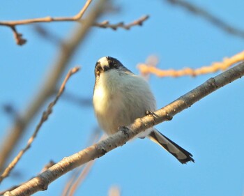 2021年11月13日(土) 境川遊水地公園の野鳥観察記録