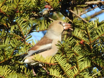 Sun, 11/28/2021 Birding report at 十勝地方 本別公園