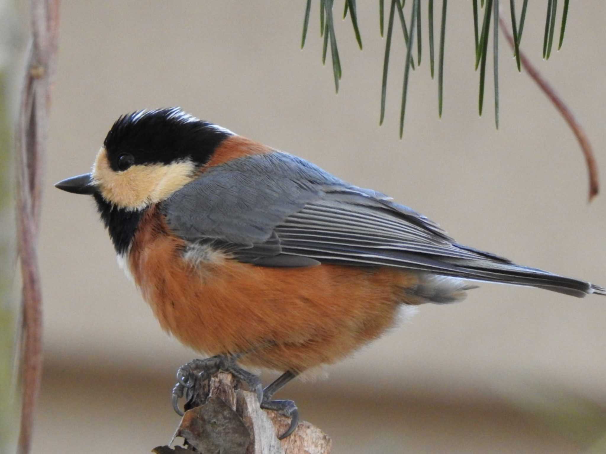 Varied Tit