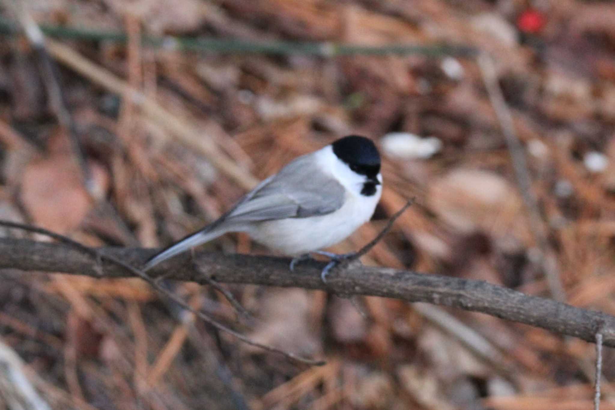 Photo of Marsh Tit at 十勝地方 本別公園 by ノビタキ王国の住民 