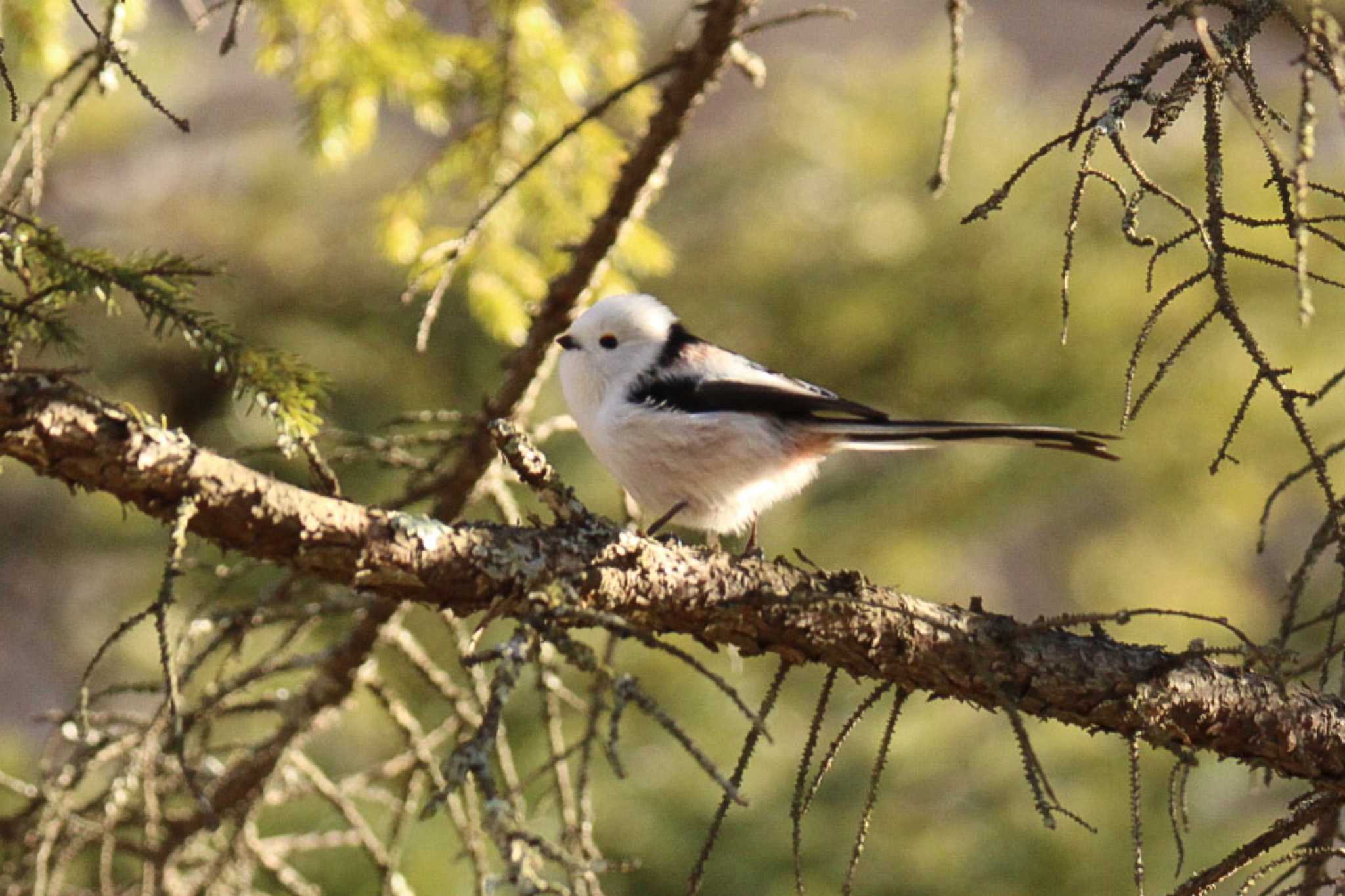 Photo of Long-tailed tit(japonicus) at 十勝地方 本別公園 by ノビタキ王国の住民 