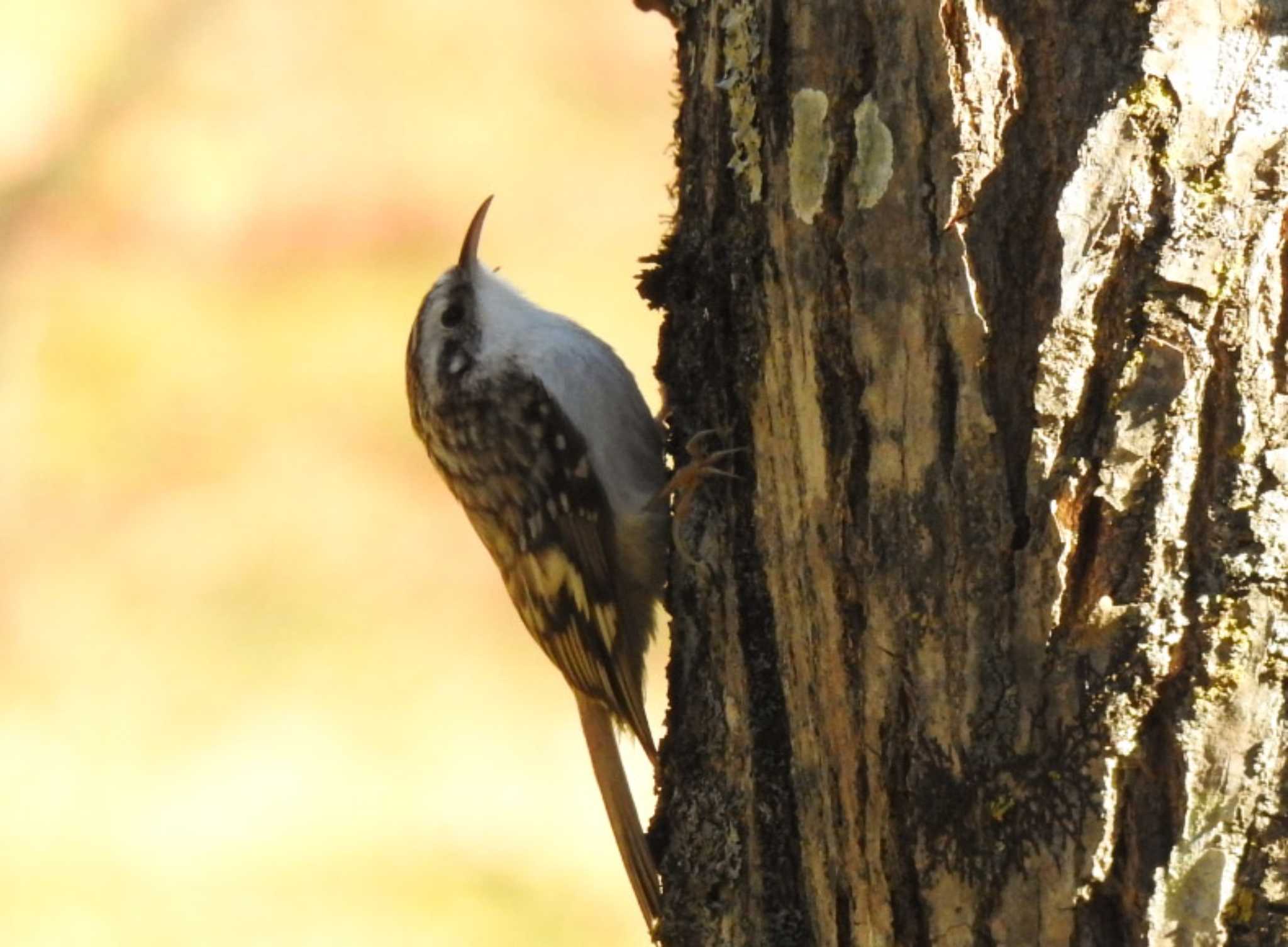 Eurasian Treecreeper