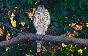 Fri, 12/3/2021 Birding report at 恩智川治水緑地