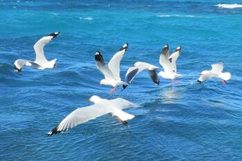 Silver Gull ケアンズ Mon, 7/1/2013