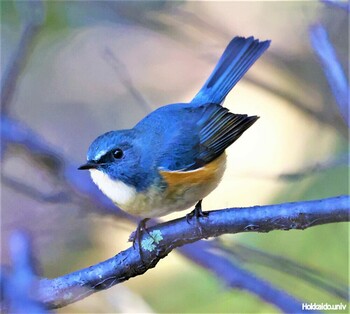 Red-flanked Bluetail 湖北野鳥センター Sun, 11/28/2021