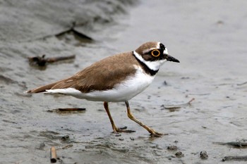 コチドリ 東京港野鳥公園 2017年4月15日(土)