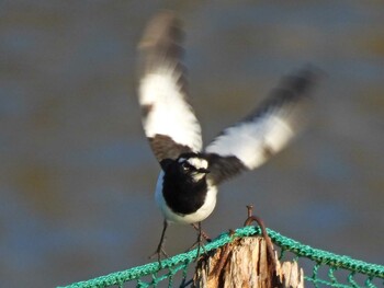 Japanese Wagtail 苧ヶ瀬池 Fri, 12/3/2021