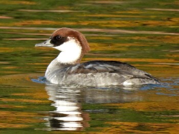 Smew 苧ヶ瀬池 Fri, 12/3/2021