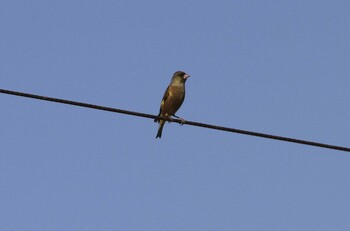 2021年12月3日(金) 稲敷市の野鳥観察記録