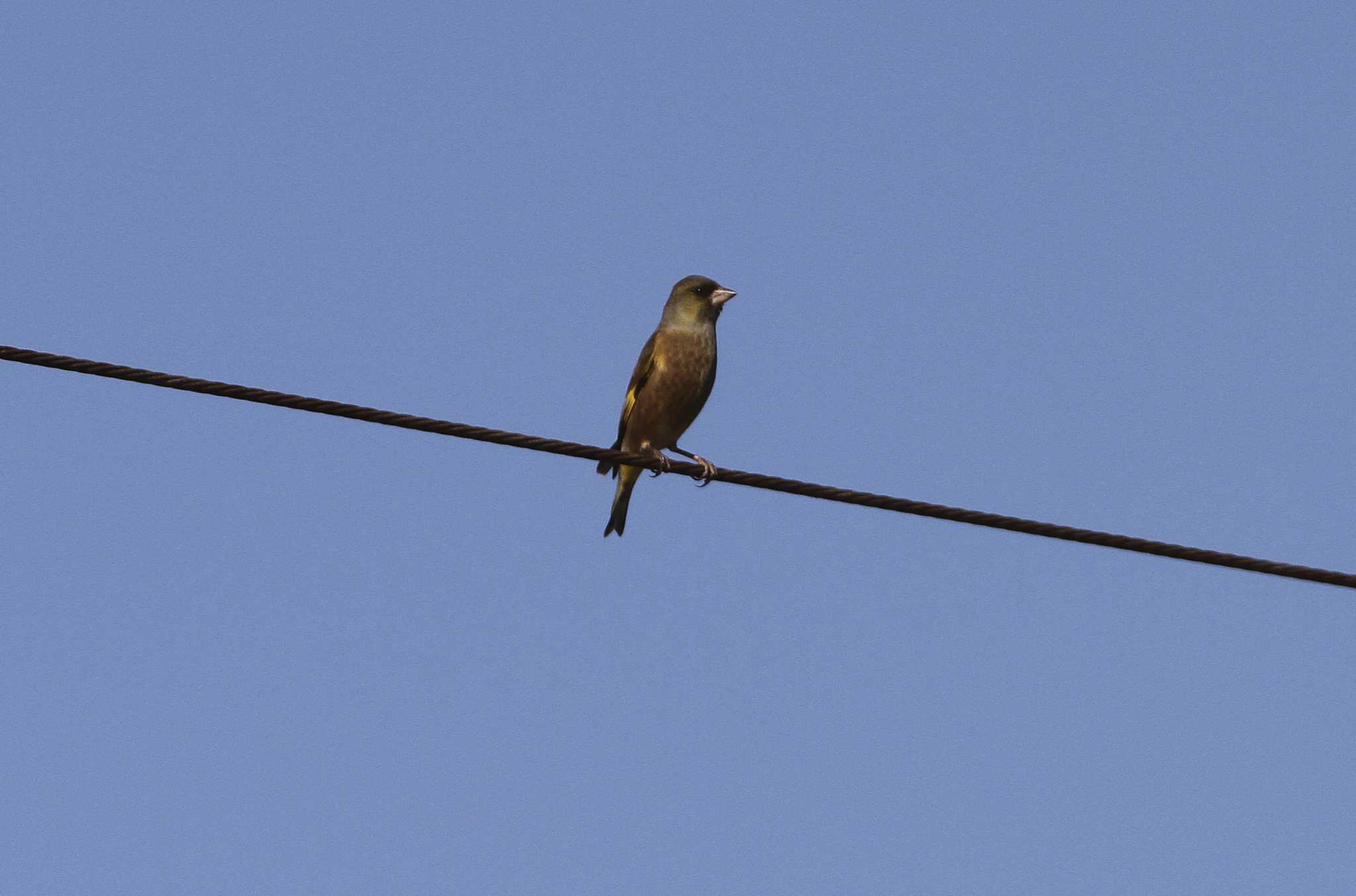 Grey-capped Greenfinch