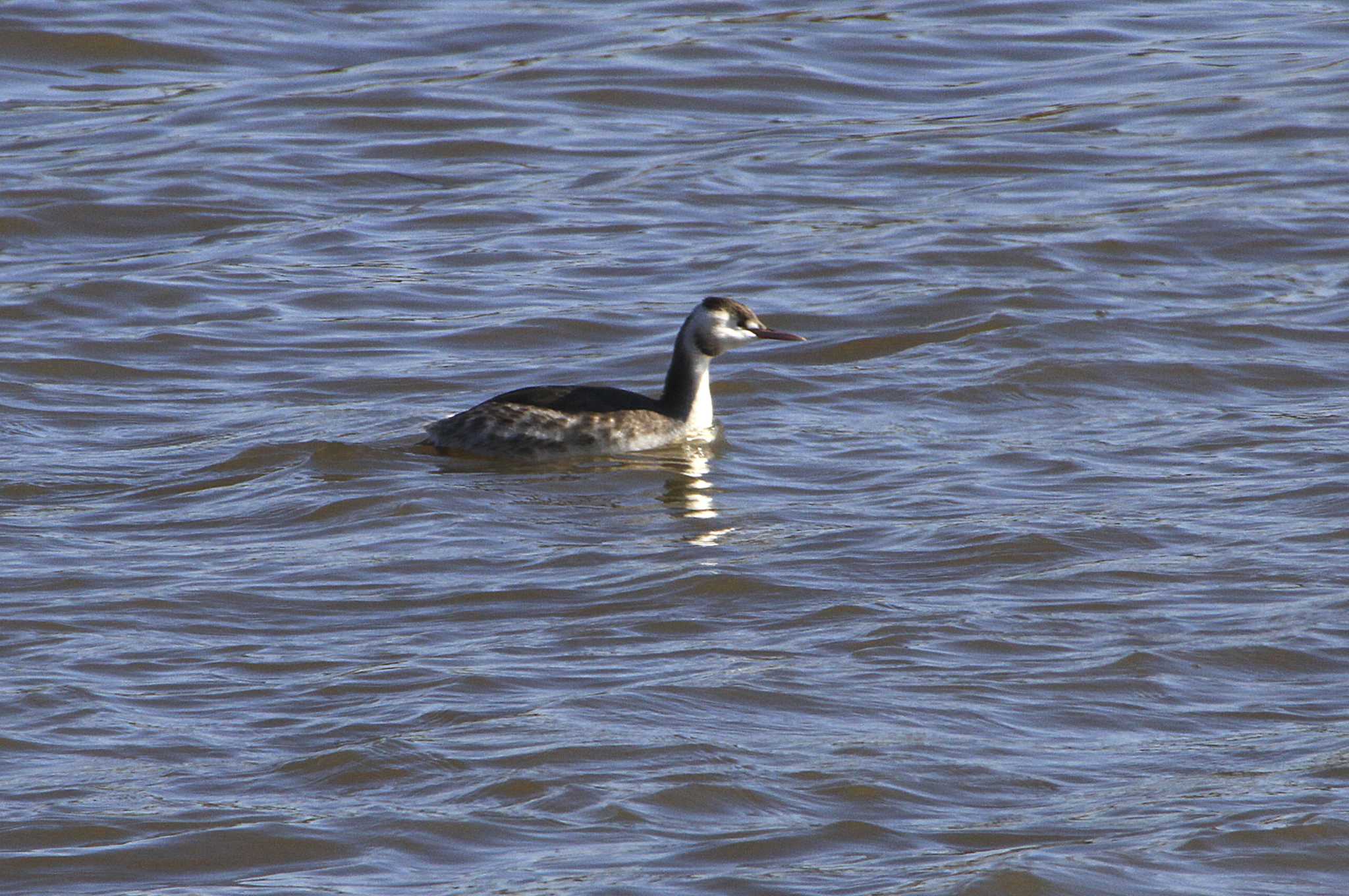 Great Crested Grebe