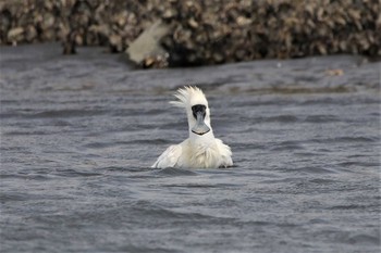 クロツラヘラサギ 葛西臨海公園 2017年4月15日(土)