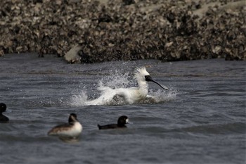 クロツラヘラサギ 葛西臨海公園 2017年4月15日(土)