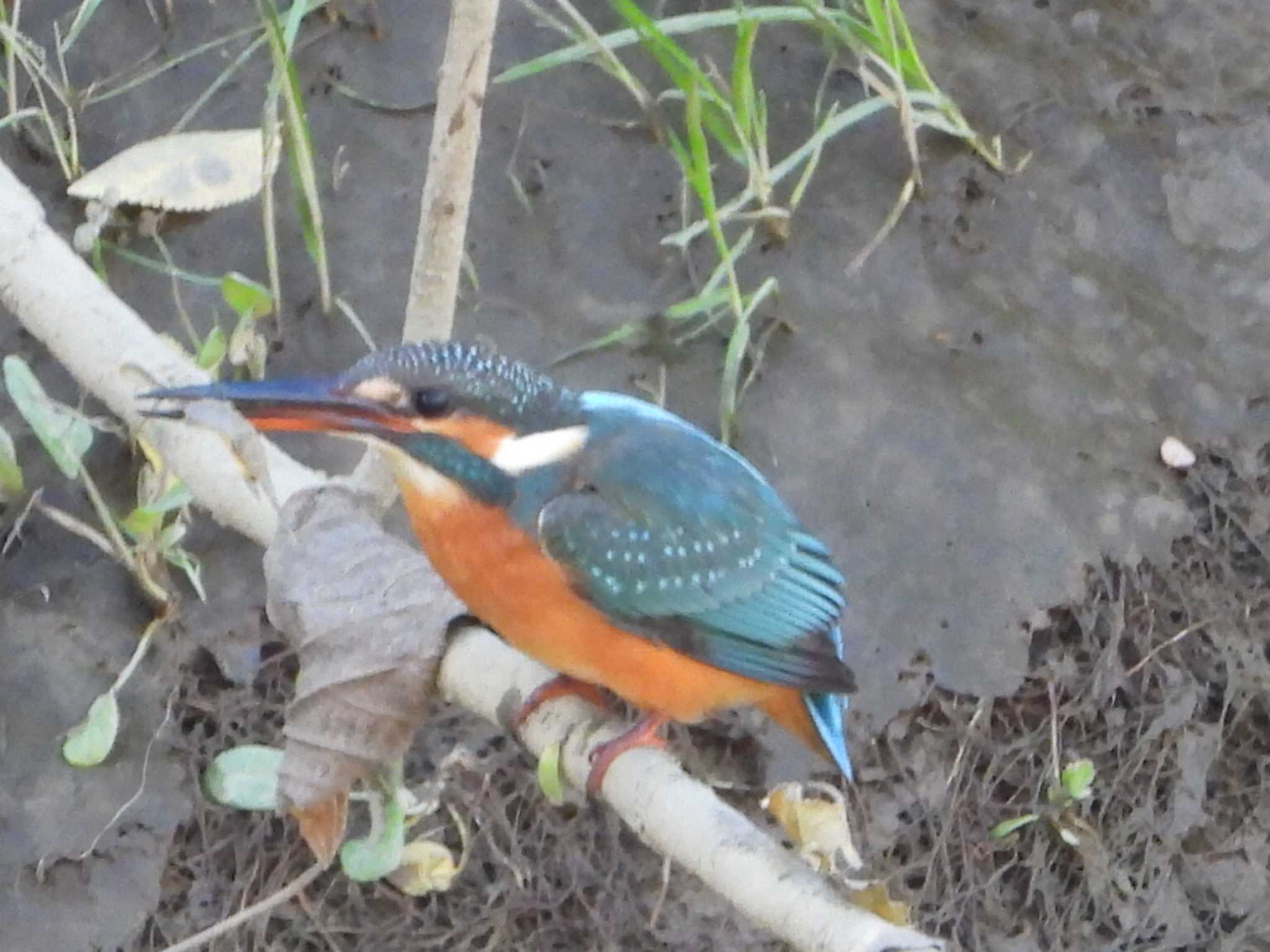 さくら草公園 カワセミの写真 by UTAKAZU自然観察日記