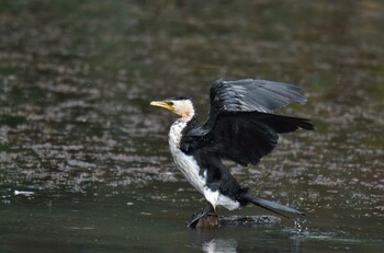 Little Pied Cormorant ケアンズ Mon, 10/21/2019