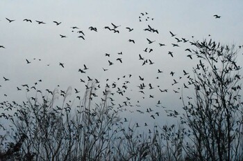 2021年11月30日(火) 秋田県大潟村の野鳥観察記録