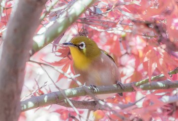 メジロ 東京都立桜ヶ丘公園(聖蹟桜ヶ丘) 2021年12月3日(金)