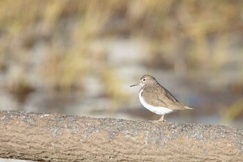 2021年11月27日(土) 稲敷市の野鳥観察記録