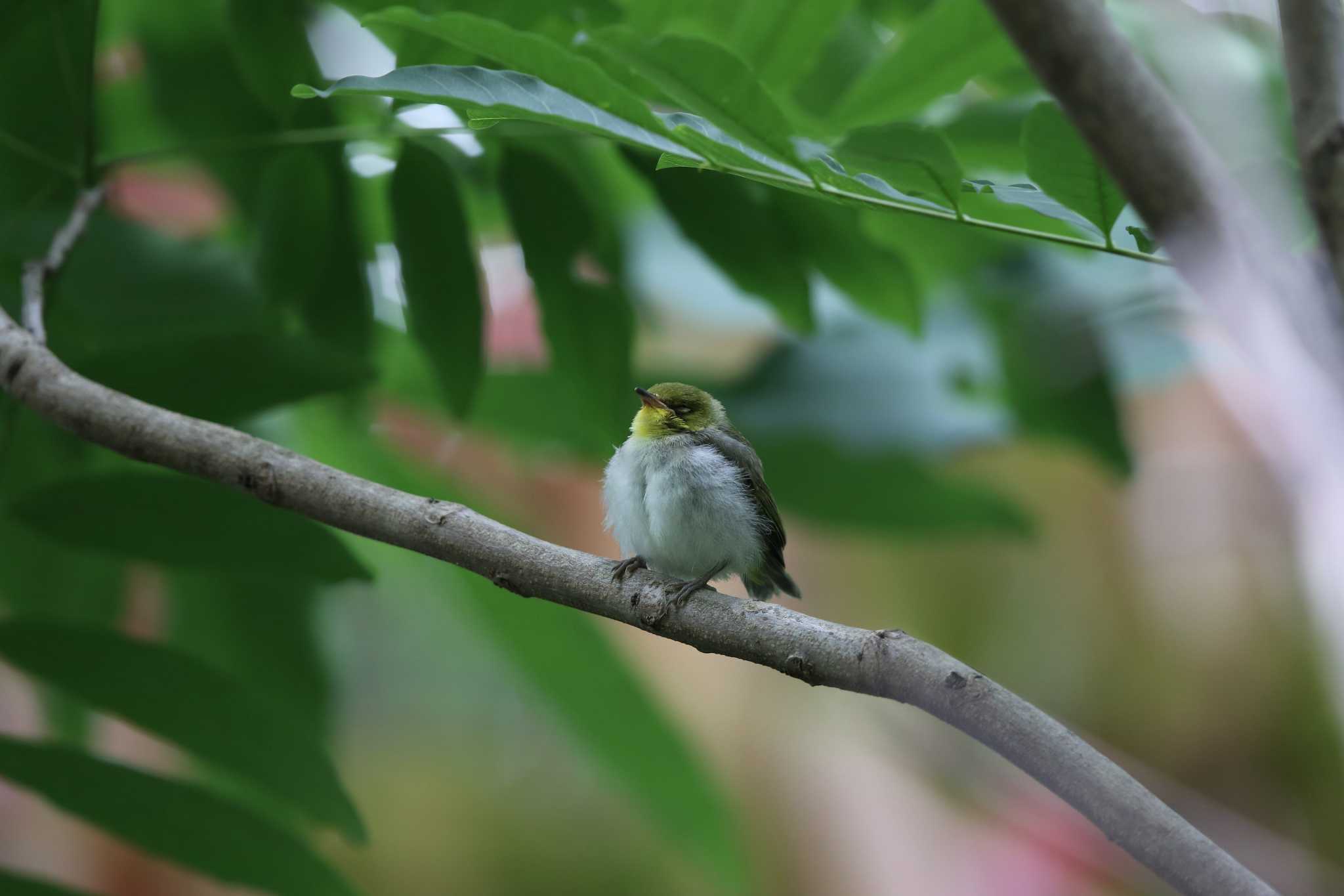 Photo of Swinhoe's White-eye at 台北植物園 by Trio