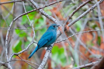 2021年12月3日(金) 新宿御苑の野鳥観察記録