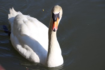 Mute Swan Unknown Spots Fri, 5/19/2017